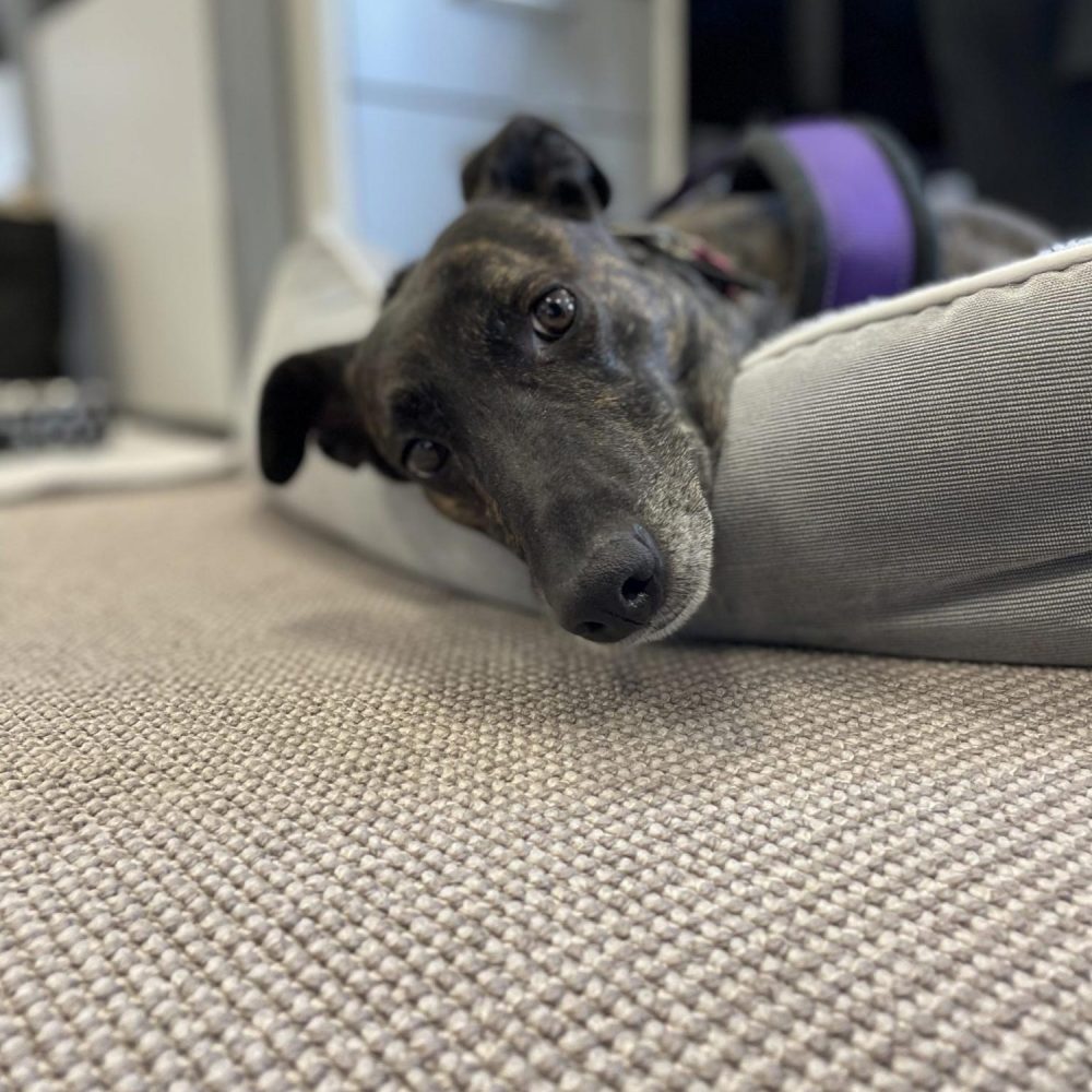 Lady the lurcher, and unofficial mascot of Originate Creative Agency