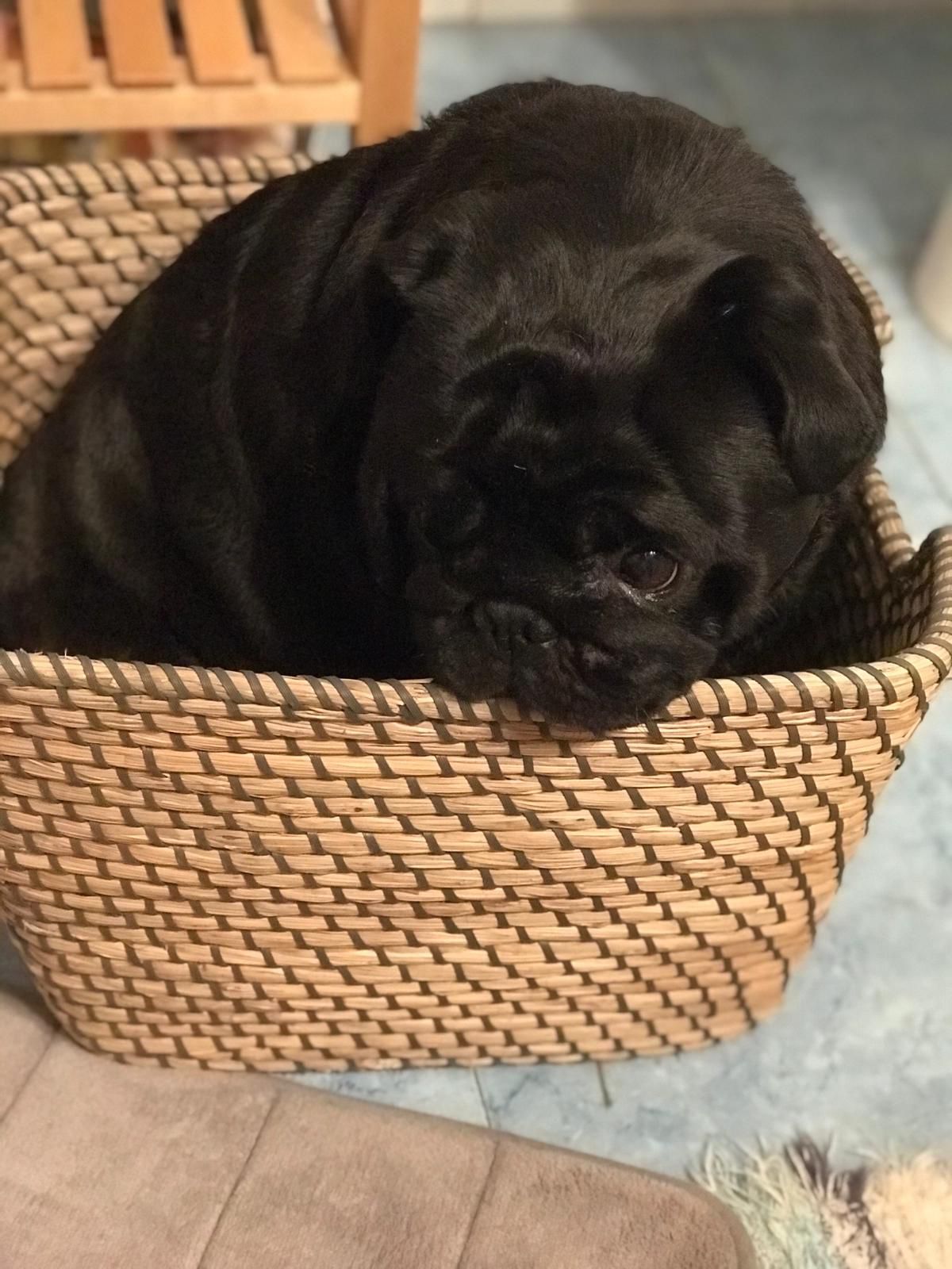 Photograph of cute pug puppy sitting in a basket
