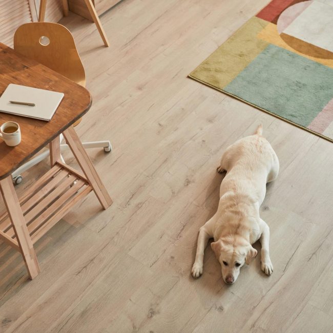 Warm toned high angle view at white Labrador dog lying on floor and waiting for owner in modern home interior